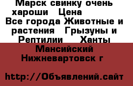 Марск свинку очень хароши › Цена ­ 2 000 - Все города Животные и растения » Грызуны и Рептилии   . Ханты-Мансийский,Нижневартовск г.